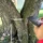 Baumuntersuchung an einem mehrstämmigen Baum mit einem Messgerät zur Analyse von Holzqualität und Standsicherheit, während eine Person die Messergebnisse auf einem Tablet dokumentiert.